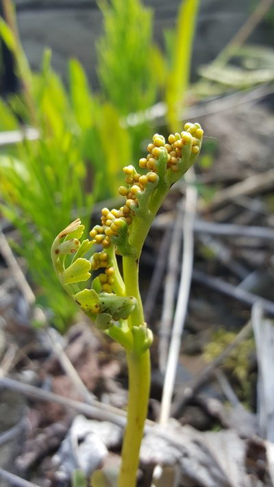 Botrychium campestre, photographed by Norma Malinowski