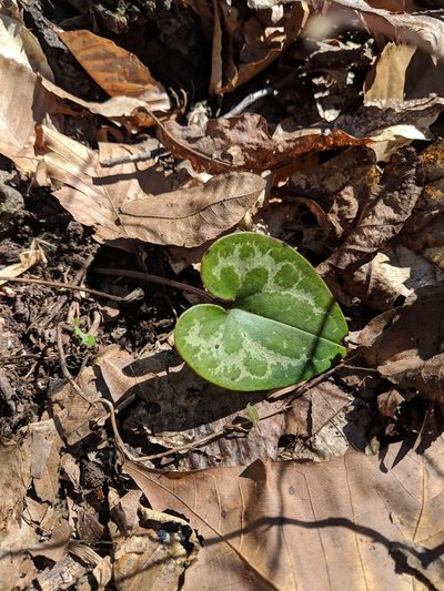 Asarum chueyi, photographed by hesper-gray