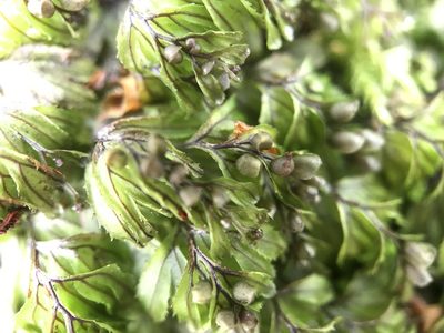 Hymenophyllum wilsonii, photographed by Andrew Melton