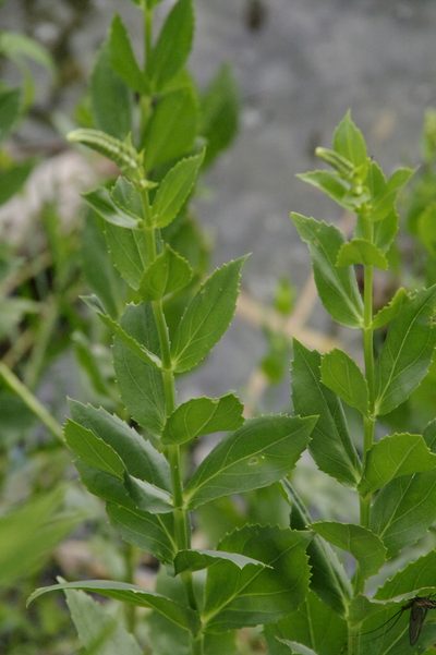 Physostegia correllii, photographed by Eric Knight