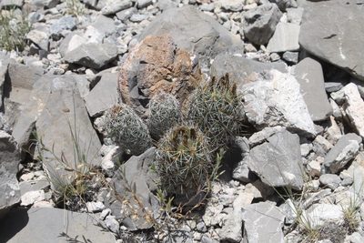 Coryphantha glanduligera, photographed by Pedro Nájera Quezada