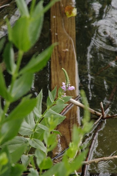 Physostegia correllii, photographed by Eric Knight