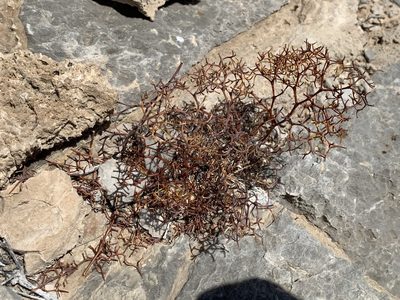 Chorizanthe brevicornu, photographed by CK2AZ