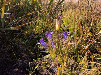 Gentianopsis holopetala, photographed by Zoltán Stekkelpak