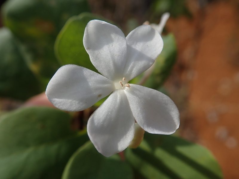 Tirpitzia sinensis, photographed by Nolan Exe