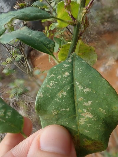 Tirpitzia sinensis, photographed by Nolan Exe
