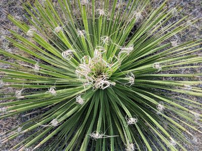 Dasylirion acrotrichum, photographed by Zoltán Stekkelpak