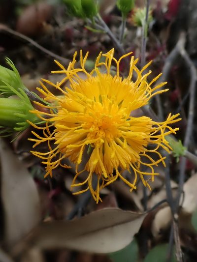 Gynura japonica, photographed by Nolan Exe