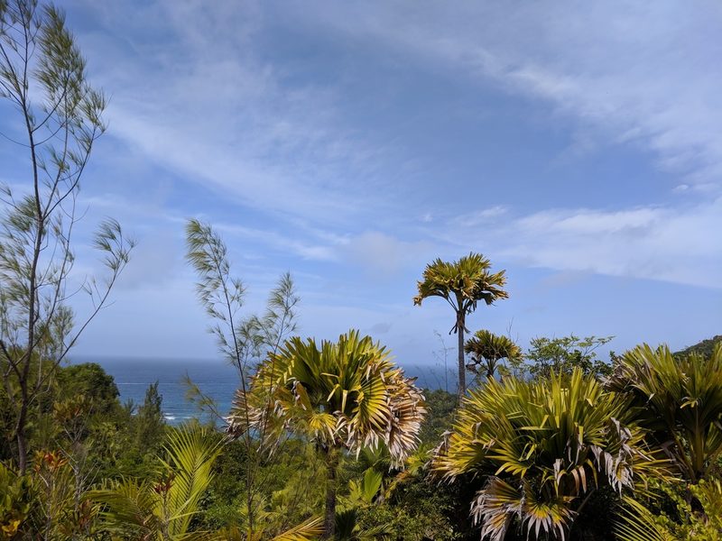 Lodoicea maldivica, photographed by Zoltán Stekkelpak