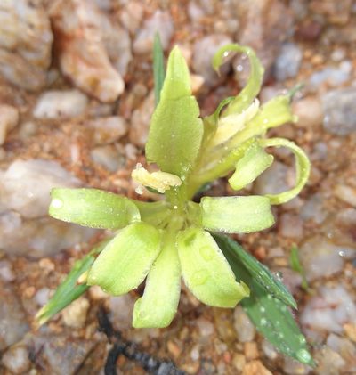 Babiana horizontalis, photographed by Brian du Preez