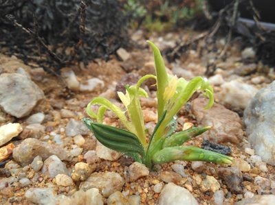 Babiana horizontalis, photographed by Brian du Preez