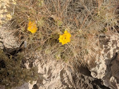 Cumulopuntia chichensis, photographed by Zoltán Stekkelpak