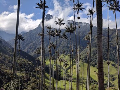 Ceroxylon quindiuense, photographed by Zoltán Stekkelpak