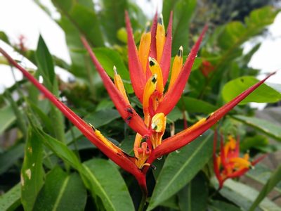 Heliconia hirsuta, photographed by Zoltán Stekkelpak
