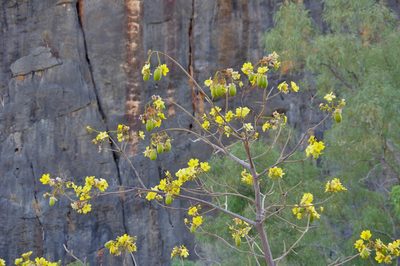 Cochlospermum fraseri, photographed by Thibaud Aronson