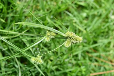 Cyperus svensonii, photographed by Neptalí Ramírez Marcial