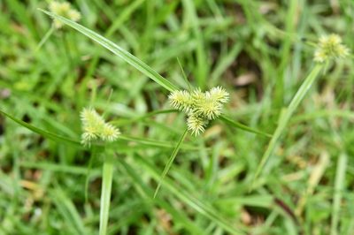 Cyperus svensonii, photographed by Neptalí Ramírez Marcial