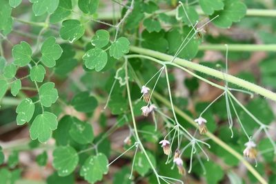 Thalictrum guatemalense, photographed by Neptalí Ramírez Marcial