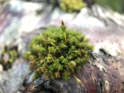 Ulota coarctata, photographed by Andrew Melton