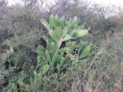 Opuntia bonaerensis, photographed by Nicolas Olejnik