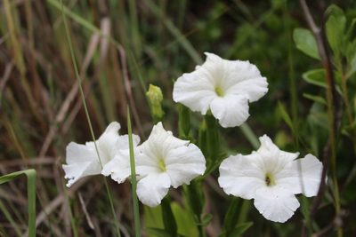 Escobedia grandiflora, photographed by Andrés Ramírez-Barrera