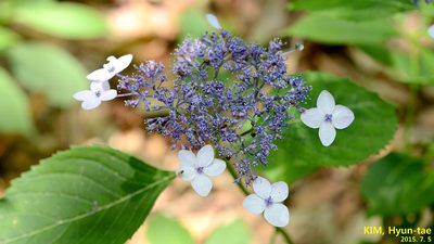 Hydrangea serrata, photographed by Kim, Hyun-tae