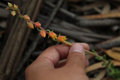 Echeveria bicolor, photographed by Andrés Ramírez-Barrera
