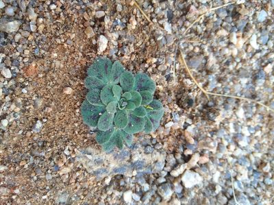 Oxalis pulchella, photographed by Brian du Preez