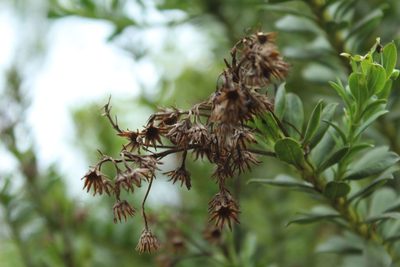 Pentacalia corymbosa, photographed by Andrés Ramírez-Barrera