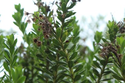 Pentacalia corymbosa, photographed by Andrés Ramírez-Barrera