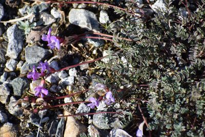 Astragalus nutzotinensis, photographed by Syd Cannings