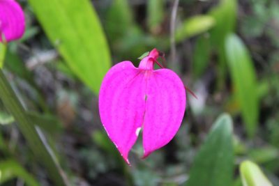 Masdevallia coccinea, photographed by Andrés Ramírez-Barrera