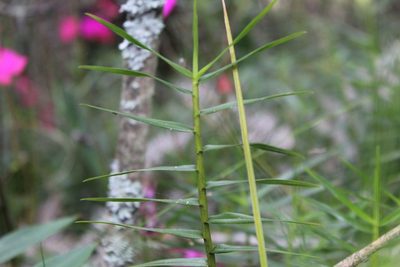 Maxillaria graminifolia, photographed by Andrés Ramírez-Barrera