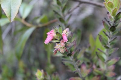 Gaylussacia buxifolia, photographed by Andrés Ramírez-Barrera