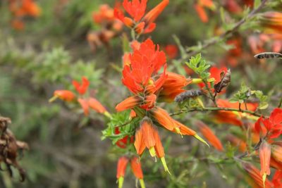 Castilleja integrifolia, photographed by Andrés Ramírez-Barrera