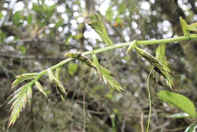 Tillandsia denudata, photographed by Andrés Ramírez-Barrera