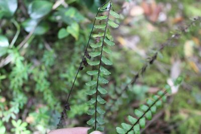 Asplenium monanthes, photographed by Andrés Ramírez-Barrera
