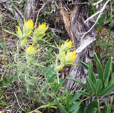 Castilleja flava, photographed by John Brew