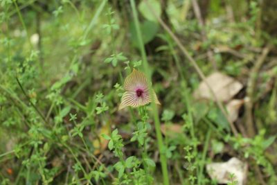 Telipogon nervosus, photographed by Andrés Ramírez-Barrera