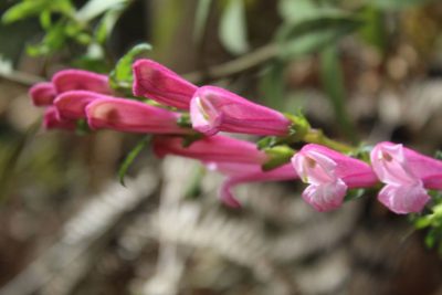 Lamourouxia sylvatica, photographed by Andrés Ramírez-Barrera