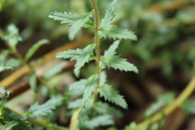 Lamourouxia sylvatica, photographed by Andrés Ramírez-Barrera