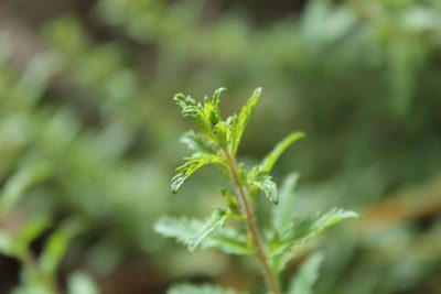 Lamourouxia sylvatica, photographed by Andrés Ramírez-Barrera