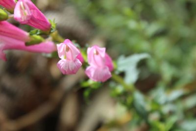 Lamourouxia sylvatica, photographed by Andrés Ramírez-Barrera