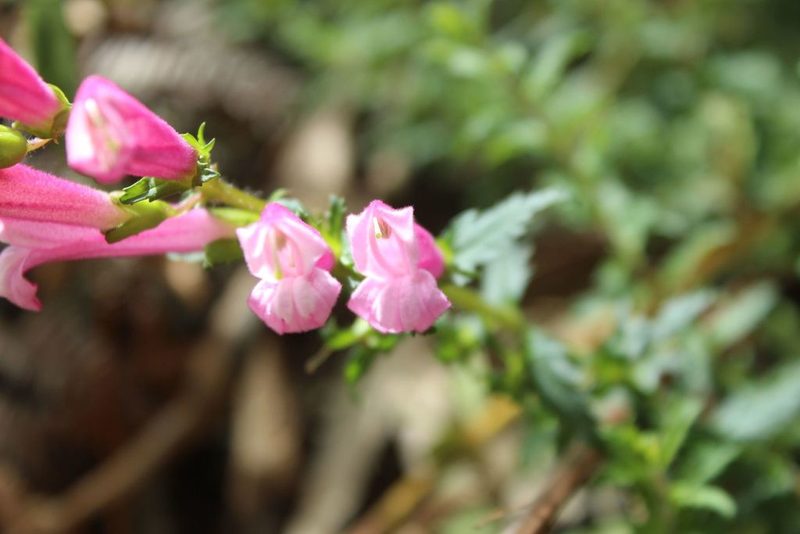 Lamourouxia sylvatica, photographed by Andrés Ramírez-Barrera