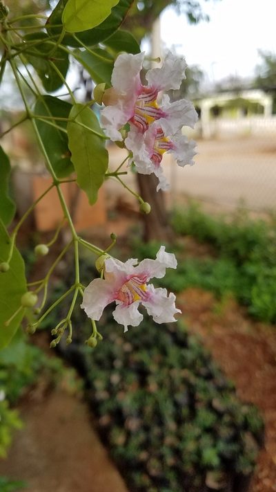 Catalpa longissima, photographed by Yolanda M. Leon