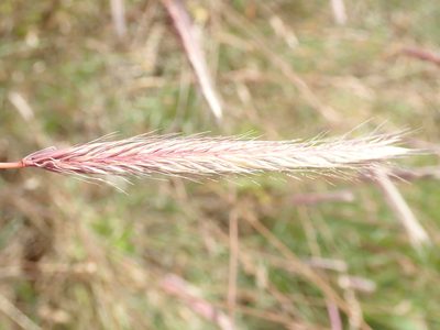 Hordeum brachyantherum, photographed by Randal