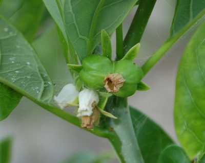 Jatropha standleyi, photographed by Amber M. King