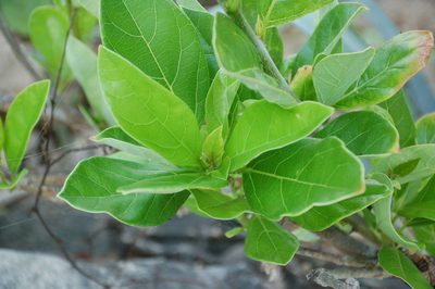 Jatropha standleyi, photographed by Amber M. King