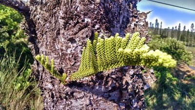 Araucaria columnaris, photographed by Zoltán Stekkelpak