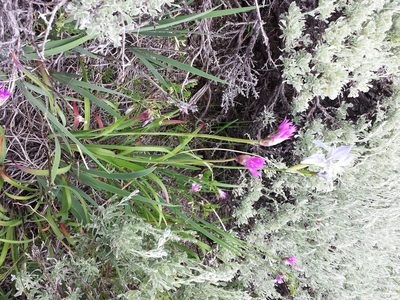 Allium brevistylum, photographed by John Brew